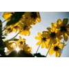 Kodacolor 100 35mm x 36exp