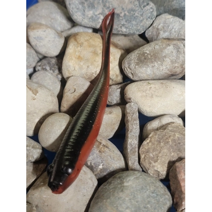 Forktail Minnow - Fire Craw 6pc