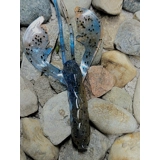 Molt Craw - Orange/Blue 6pc