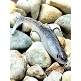 Haymaker Smoked Shad - 2pc