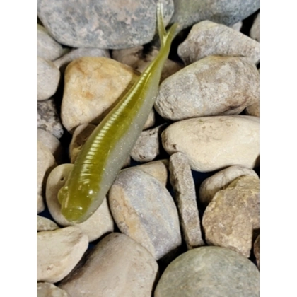 4" Forktail Minnow Quicksilver 10pc