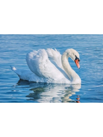 NONE ANGLING MEMBERSHIP