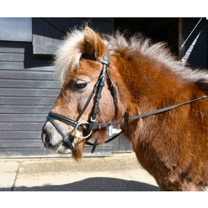 Windsor Leather Small Pony Flash Bridle(inc Reins)
