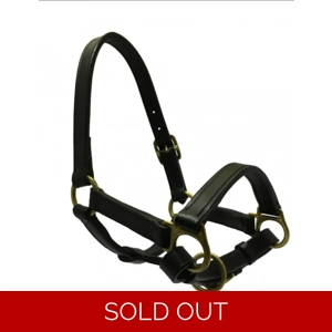 Sheldon Black Leather Headcollar Foal/mini.