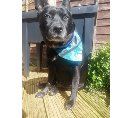 blue savanna pet bandana scarf