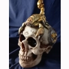 Scorpion Skull