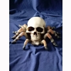 Skull with Spider legs