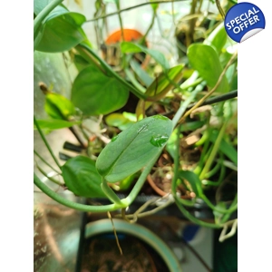 Monstera Sp Velvet cutting