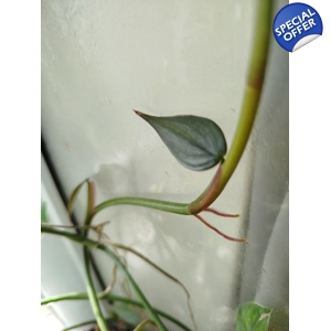 Philodendron Burle Marx Fantasy cutting