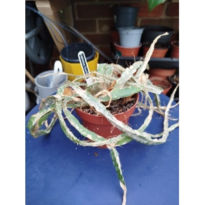 Lepismium Cruciforme 'Jungle Cactus' Lepismium Cruciforme 'Jungle Cactus'