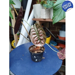 Alocasia Cuprea