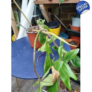Philodendron Florida Beauty reverted