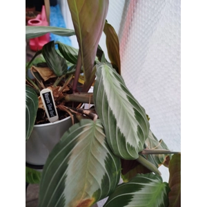 Maranta Silver Band