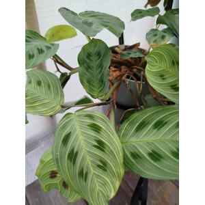 Maranta Light Veins