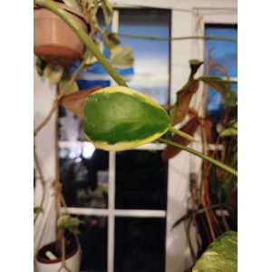 Variegated Hoya Kerrii 1 leaf cutting