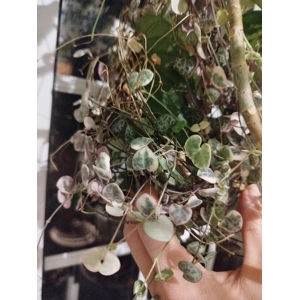 Variegated String of Hearts (Ceropegia Linearis Woodii) Rosary Vine cutting