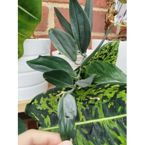 Scindapsus Treubi Dark Form cutting