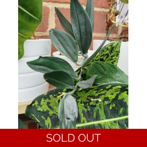 Scindapsus Treubi Dark Form cutting