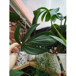 Rhaphidophora Decursiva Philodendron Dragon Tail
