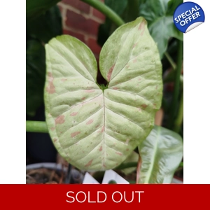 Syngonium Confetti cutting