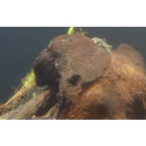 Bristlenose Pleco Normal