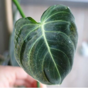 Philodendron Melanochrysum 1 cutting or wetstick
