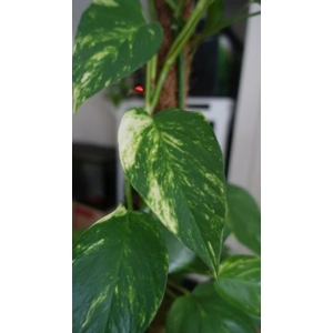 Epipremnum Aureum Pinnatum Golden Pothos 1 leaf cutting