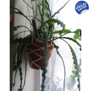 Epiphyllum Anguliger 'Fishbone Cactus' cutting Epiphyllum Anguliger 'Fishbone Cactus' cutting