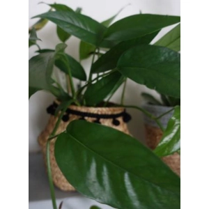 Epipremnum Pinnatum 1 leaf cutting
