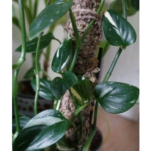 Philodendron Cobra / Monstera Standleyana 1 leaf cutting