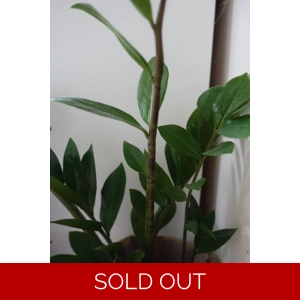 Zamioculcas Zamiifolia cutting