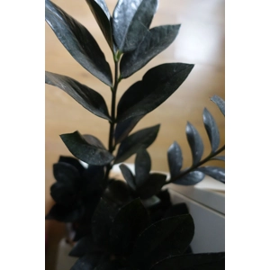 Zamioculcas Zamiifolia Raven cutting