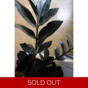 Zamioculcas Zamiifolia Raven cutting