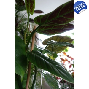 Philodendron Subhastatum cutting