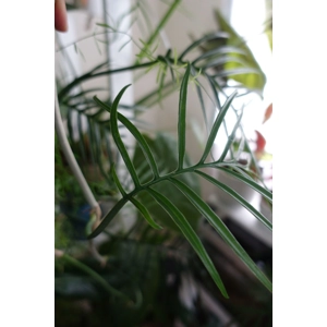 Philodendron Tortum wetstick