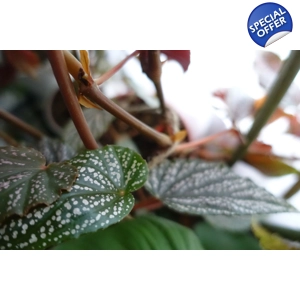 Begonia Benigo Pink Spot 4 leaf cutting