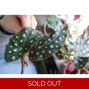 Begonia maculata ‘Wightii’ 4 leaf cutting