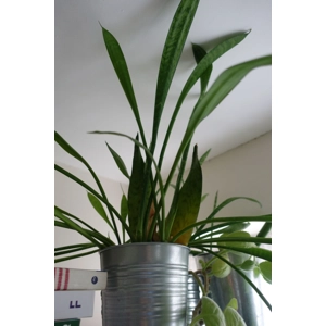 Sansevieria Trifasciata 1 leaf cutting