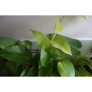 Epipremnum Aureum 'Neon Pothos' 2 leaf cutting Epipremnum Aureum 'Neon Pothos' 2 leaf cutting