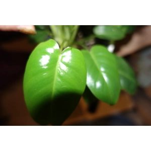 Philodendron Burle Marx 2 leaf cutting