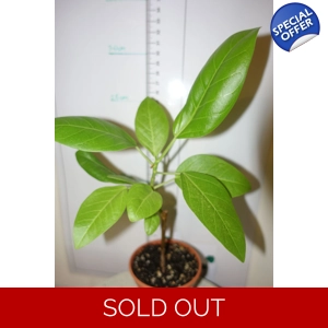 Ficus Altissima
