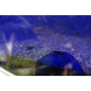 Blue shrimp Blue shrimp
