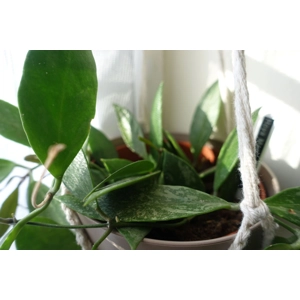 Hoya Gracilis syn Memoria 3 leaf cutting