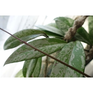 Hoya Pubicalyx 'Splash' 3 leaf cutting