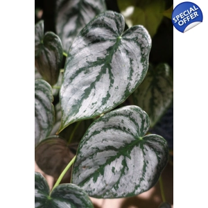 Philodendron Brandtianum cutting Philodendron Brandtianum cutting