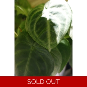 Syngonium 'Ice Frost' 2 leaf cutting Syngonium 'Ice Frost' 2 leaf cutting