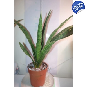 Sansevieria kirkii Snake plant Sansevieria kirkii Snake plant