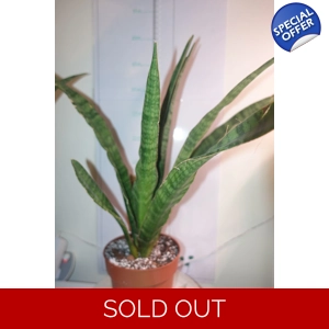 Sansevieria kirkii Snake plant