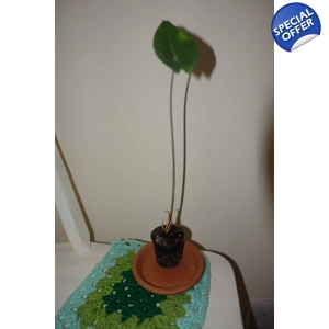 Alocasia Nairobi Nights