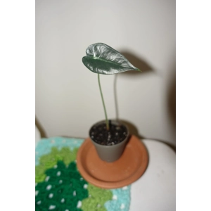 Alocasia Amazonica Bambino Arrow